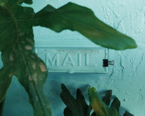 Close-up of green leaves against a turquoise wall with a mail sign.